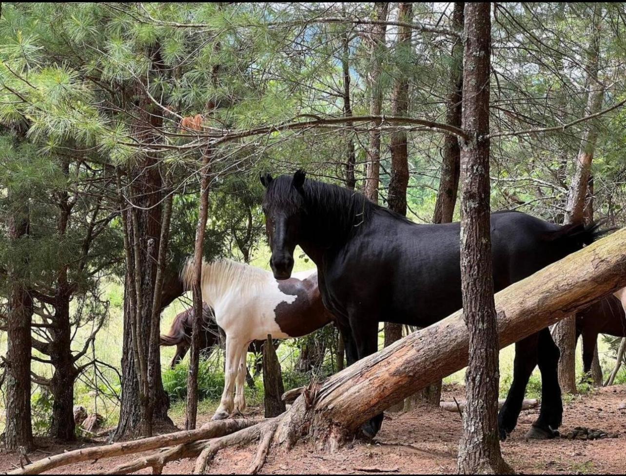 Love Shack Pigeon Forge Εξωτερικό φωτογραφία